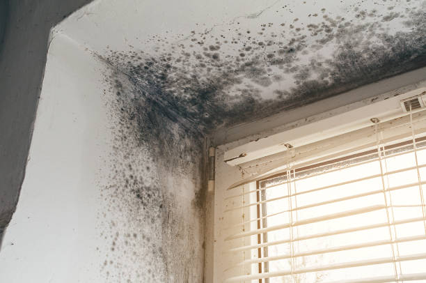 Affordable Hvac And Air Duct Mold Remediation solutions in Little Falls, MN